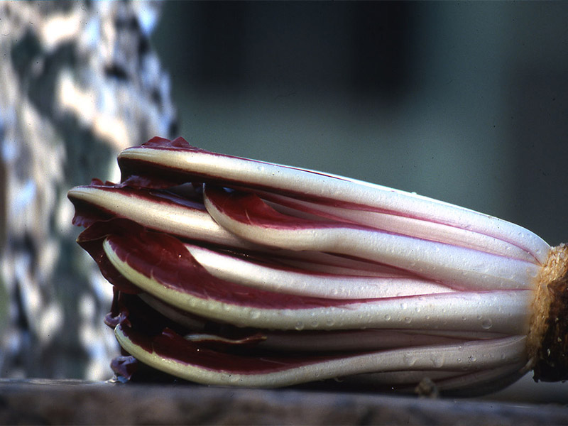 Radicchio tardivo agrodolce